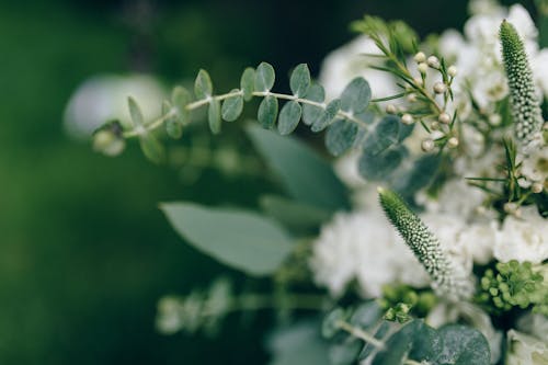 White Flowers in Tilt Shift Lens