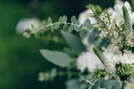 这组花卉特写清新优雅，绿叶衬托着白花，非常适合婚礼或花园主题