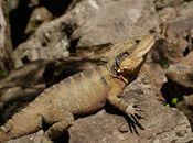 Brown Iguana