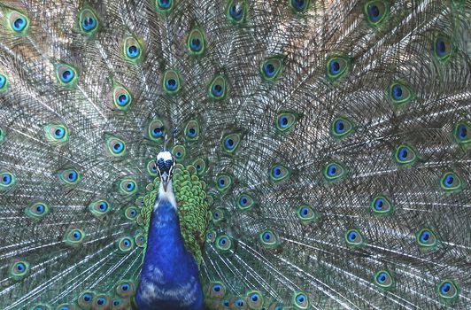 peacock photo