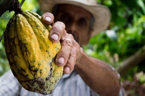 Free Man Picking Yellow Cocoa Fruit Stock Photo