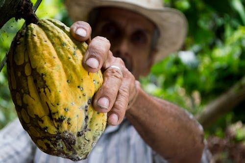 Foto d'estoc gratuïta de agricultor, cacao, cacau