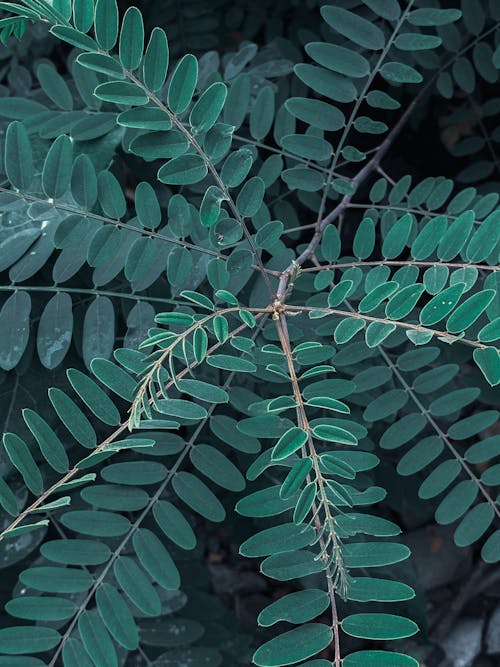 Free Closeup of green exotic branch with small leaves growing in woodland in daytime Stock Photo