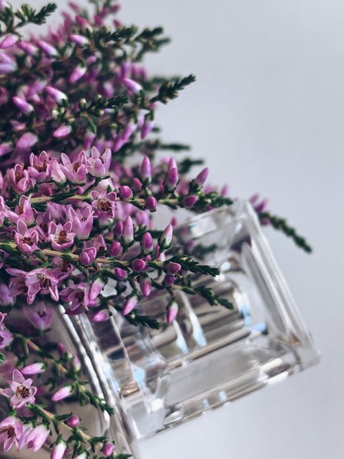 Free From above of blooming lilac lavender with green leaves placed on white table near glass vase in light room inside Stock Photo