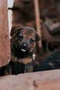 Cute Puppy with a Tongue Out