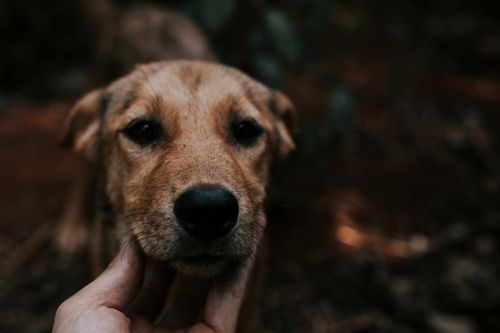 Free A close-up of a cute dog being gently held outdoors, showcasing its friendly expression. Stock Photo
