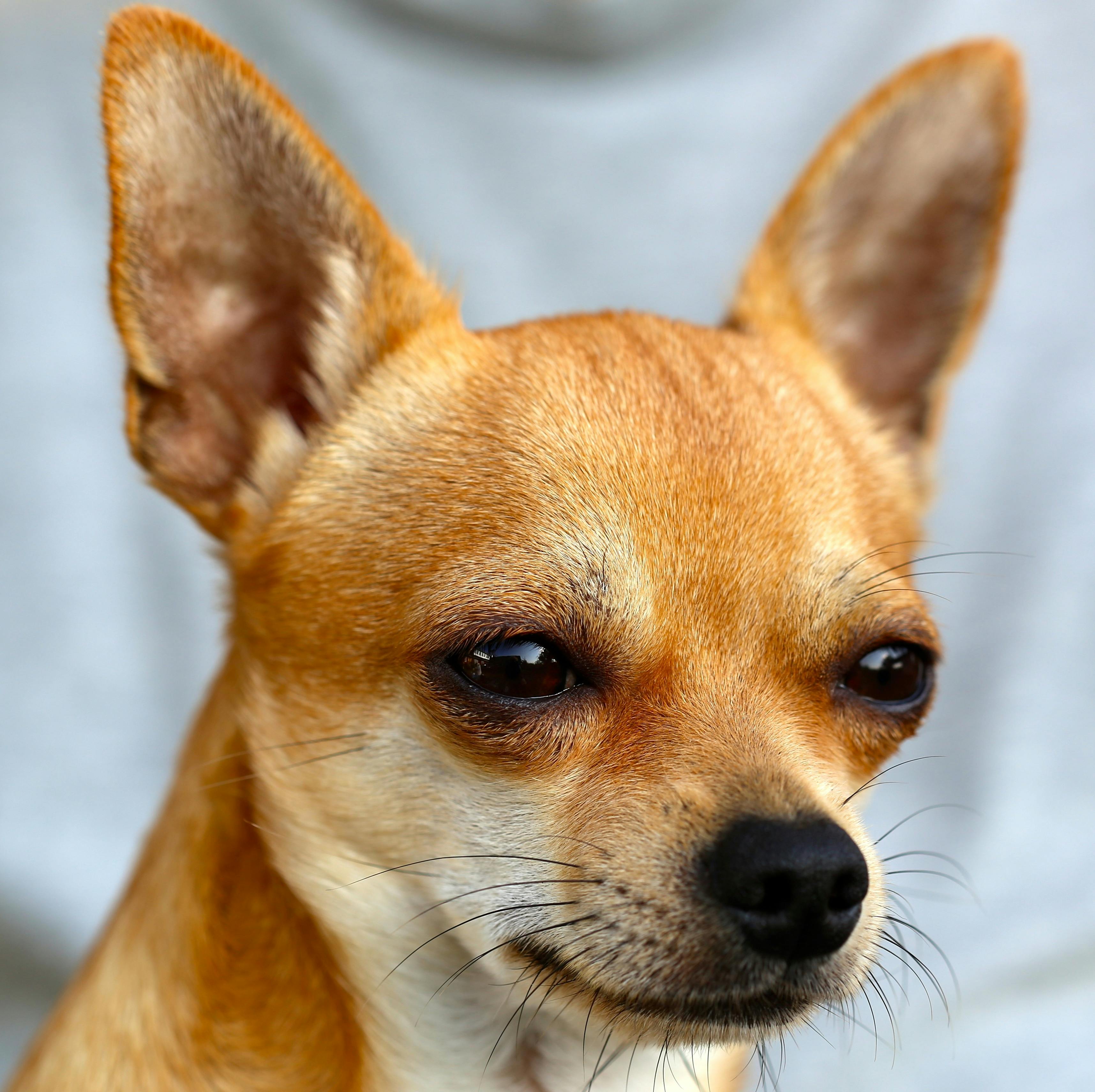 brown chihuahua free stock