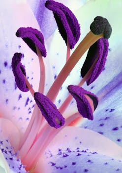 A detailed macro photograph capturing the vivid purple stamen of a lily flower.