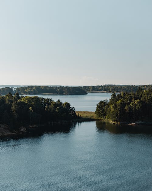 Green Trees Near Body of Water