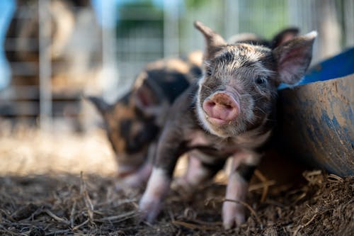 Free Full body funny little piglet standing in ranch enclosure and leaning on dirty trough on sunny day Stock Photo