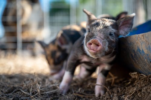 Free Full body funny little piglet standing in ranch enclosure and leaning on dirty trough on sunny day Stock Photo