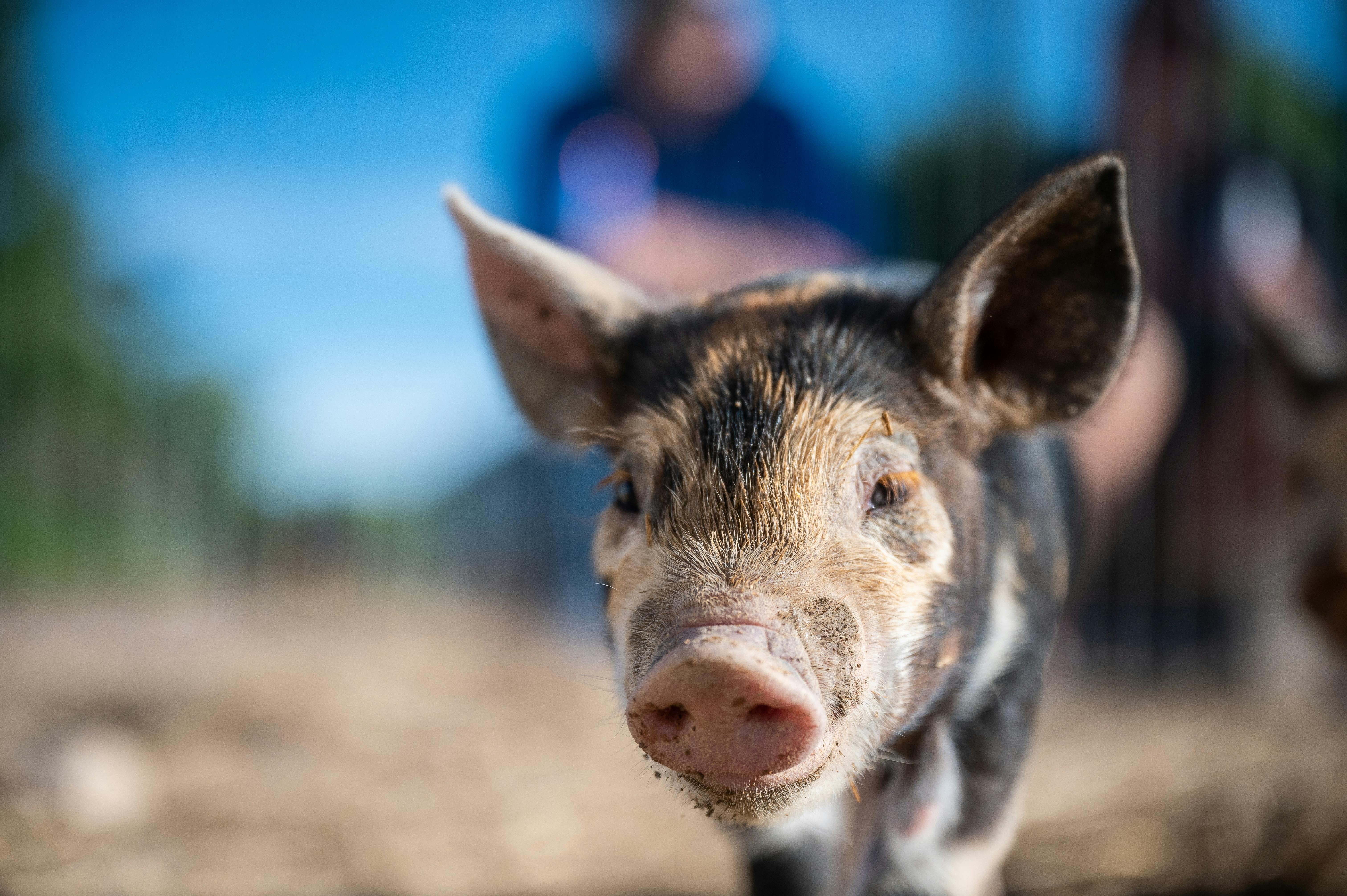 curious little piglet walking on sunny farmland