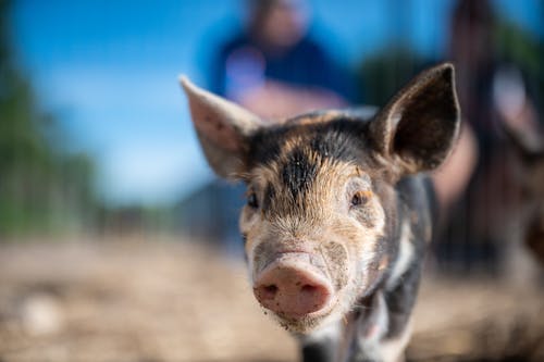 Free Curious little piglet walking on sunny farmland Stock Photo