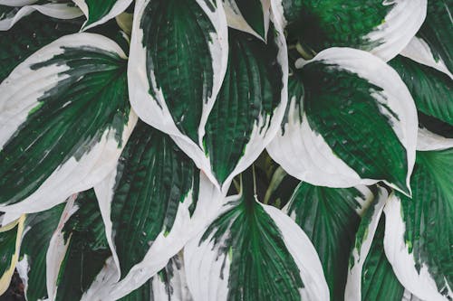 Free Top view delicate green hosta plant leaves with white edges growing in summer garden Stock Photo