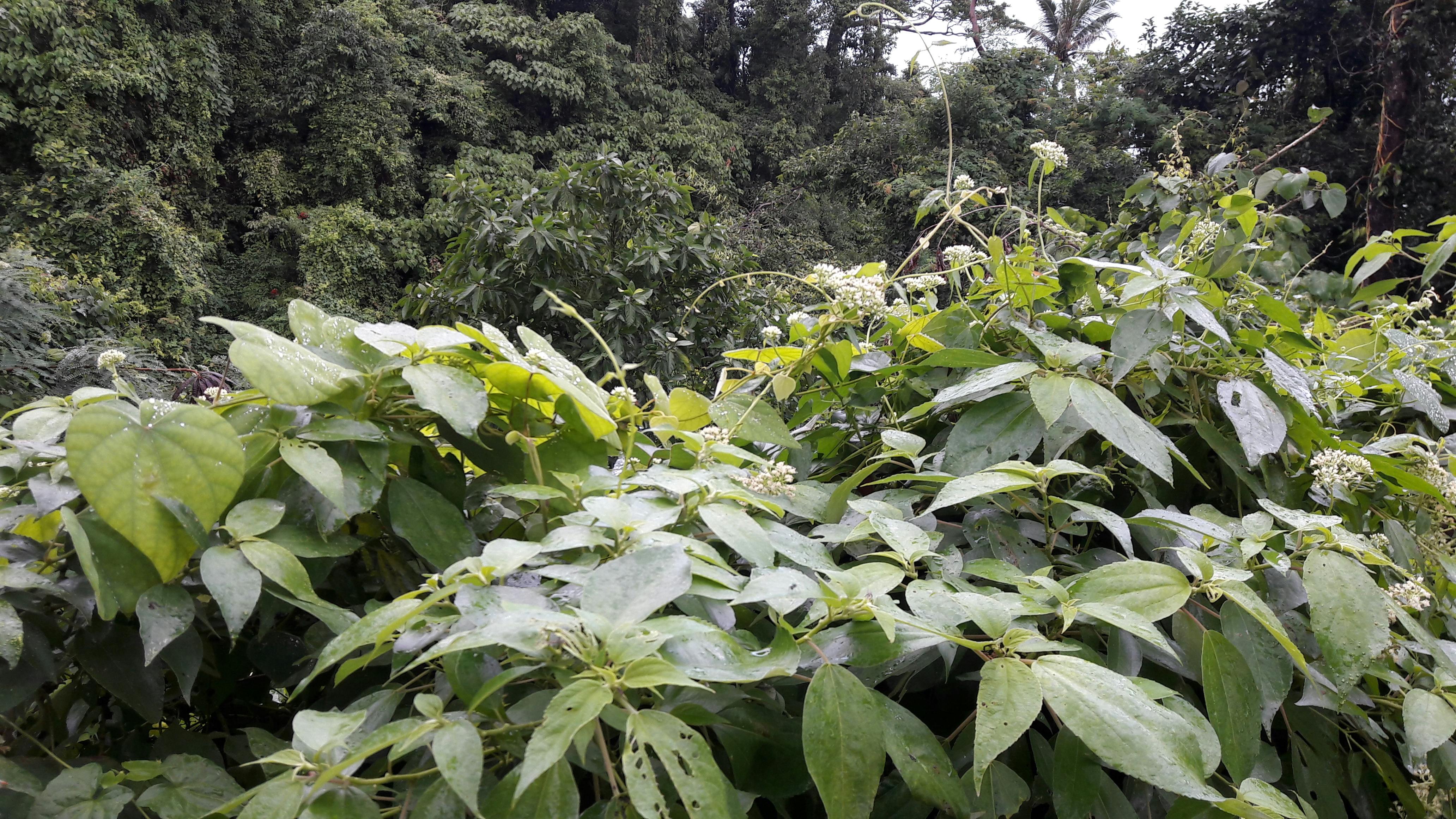 Skatepark im Wald bei Sonnenuntergang