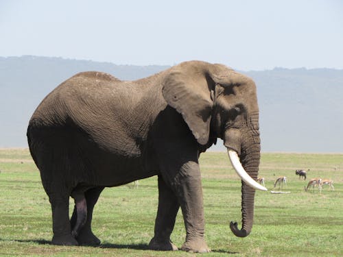 Photos gratuites de animal, éléphant d'afrique, faune