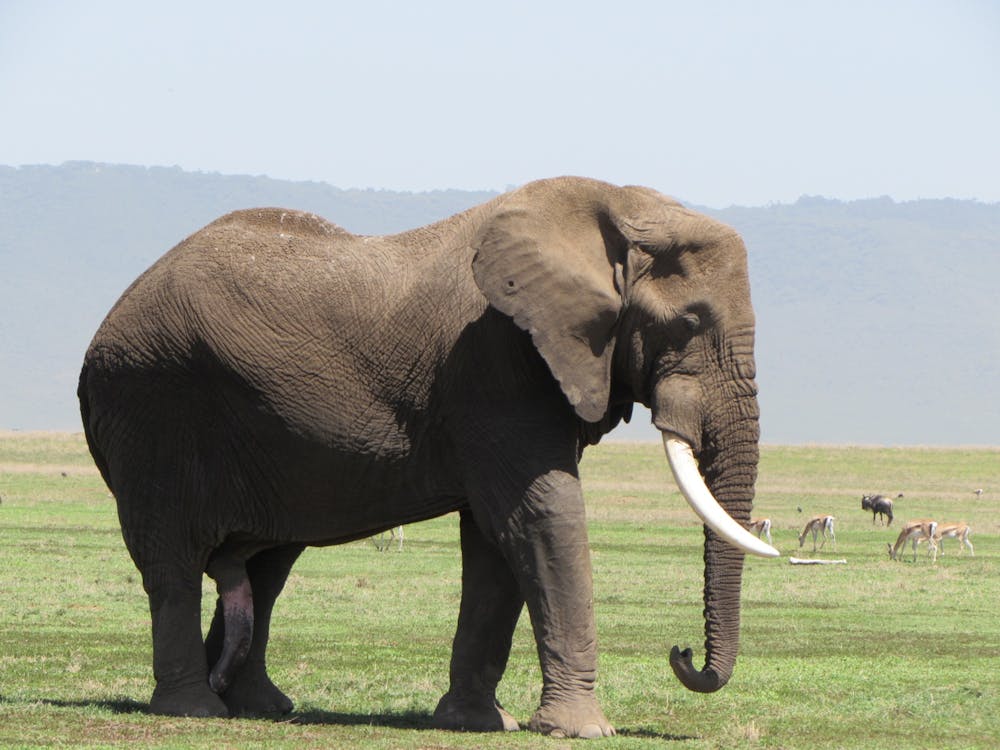 Brown Elephant on Green Grass Field