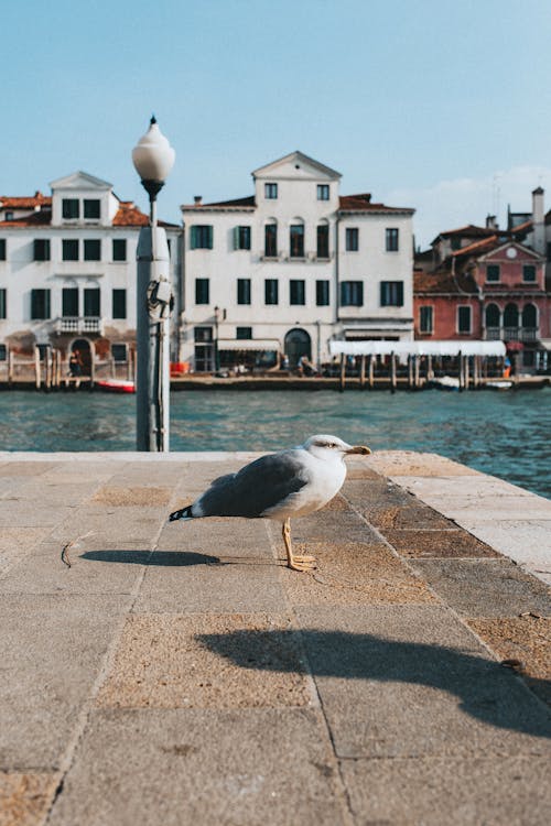 Free Seagull on Concrete Pavement Near Body of Water Stock Photo