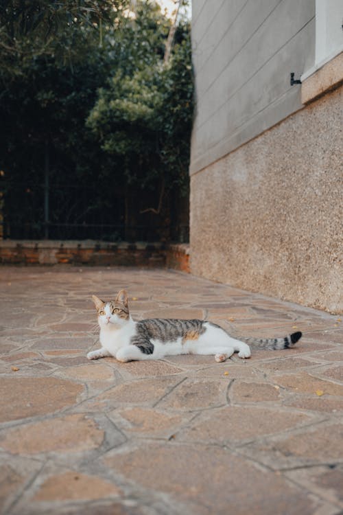 免费 躺在棕色的水泥地板上的白色和棕色的猫 素材图片