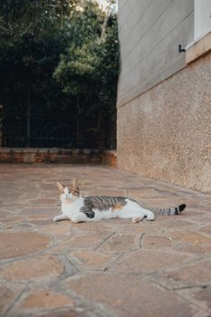 一只虎斑猫舒适地躺在户外的混凝土地板上