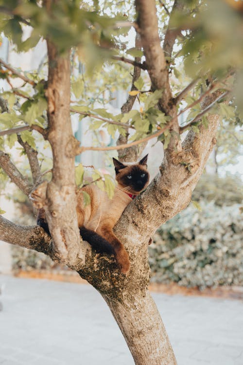 A Siamese Cat on a Tree Branch