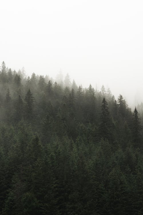 Green Pine Trees Under the Thick Fog 