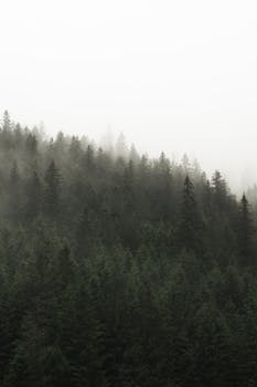 A tranquil scene of pine trees shrouded in fog, creating a serene and mysterious atmosphere.