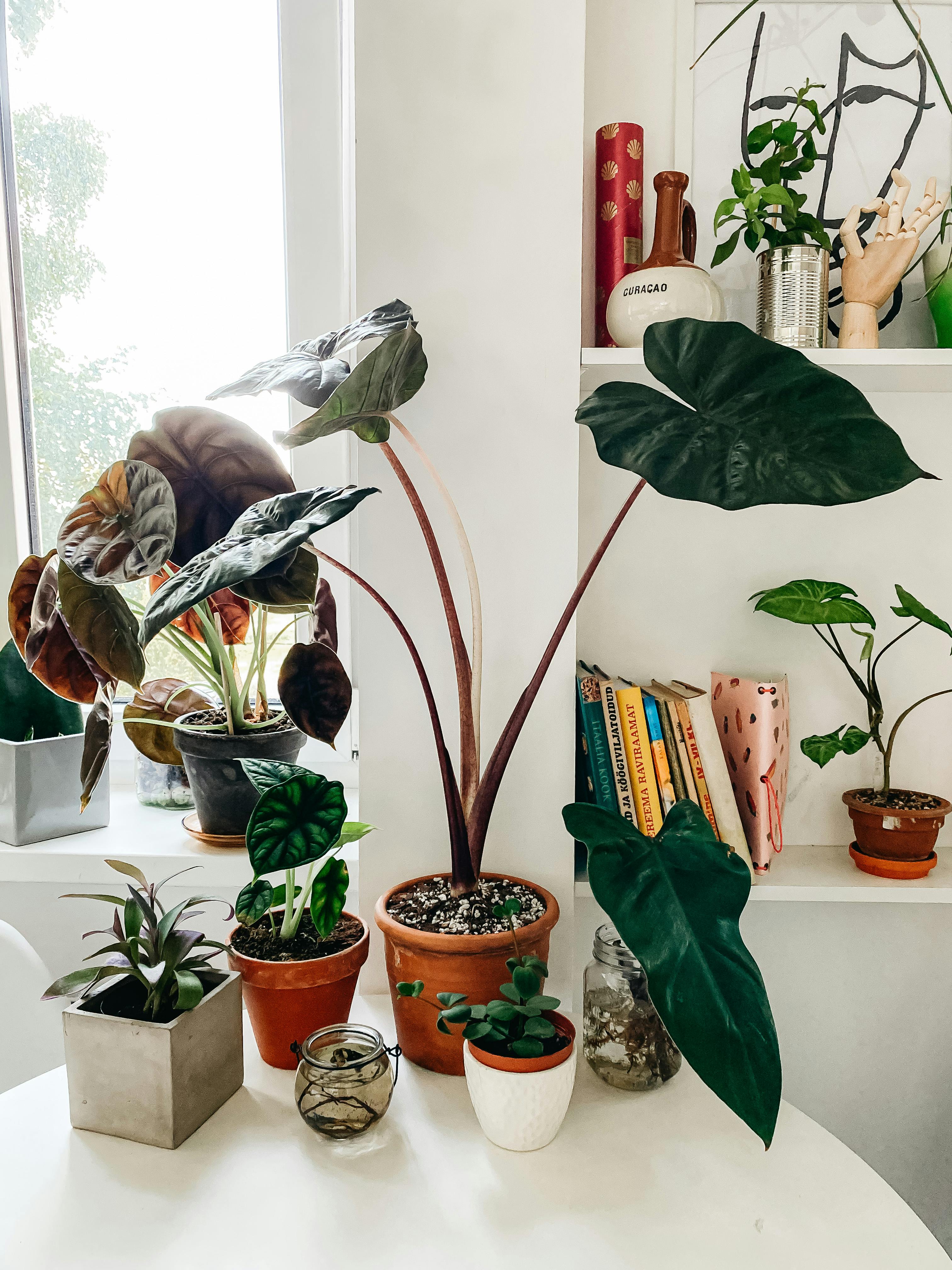 Assorted potted Ficus plants arranged on table in modern apartment ...