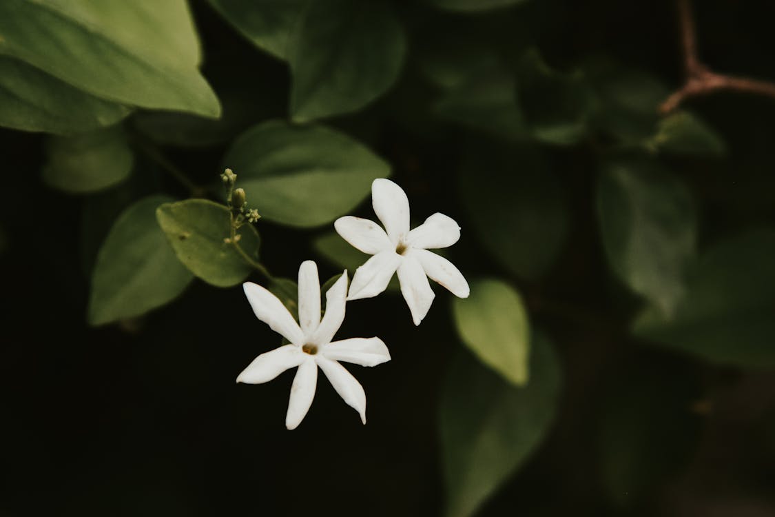 White 5 Petaled Flower in Bloom