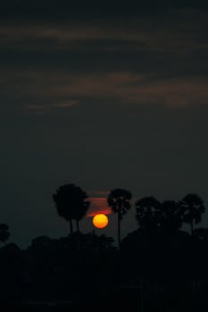 Dramatic silhouette of trees against a vivid sunset sky, creating a tranquil scene.