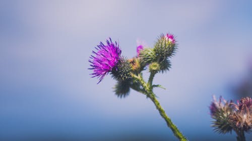 Kostnadsfri bild av tistelblomma