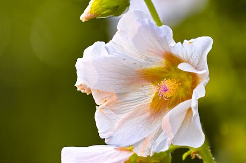 Kostnadsfri bild av makro, vit blomma