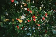 Red and Yellow Flowers With Green Leaves