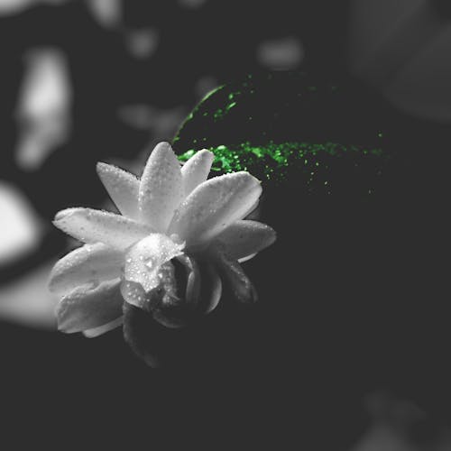 Free Selective Color Photography Oflower Stock Photo