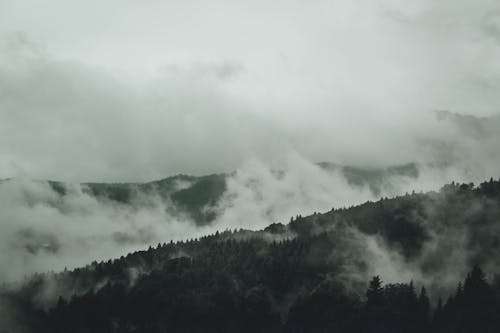 Grayscale Photo of a Foggy Forest