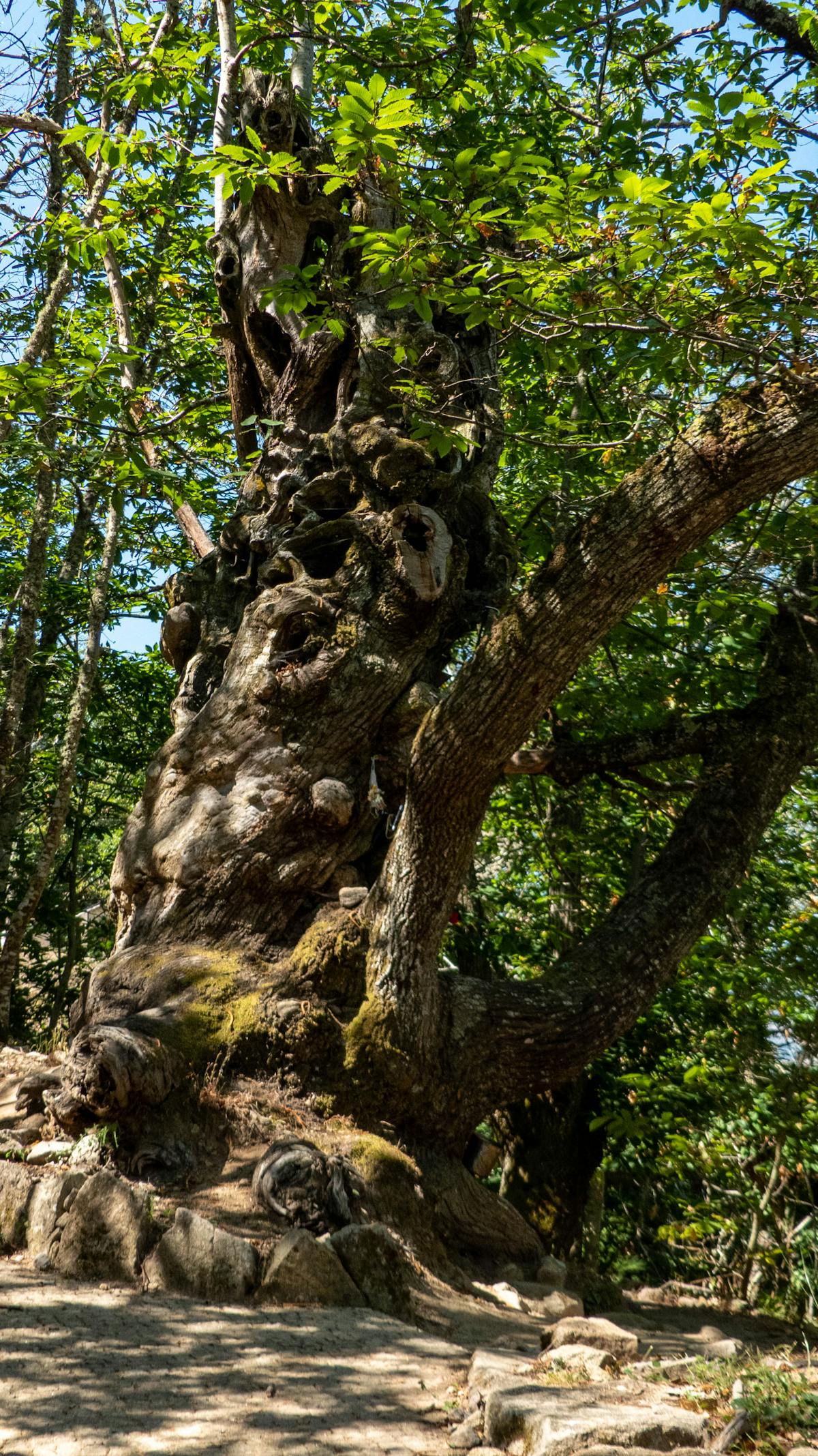 Young people dancing while recording with a smartphone