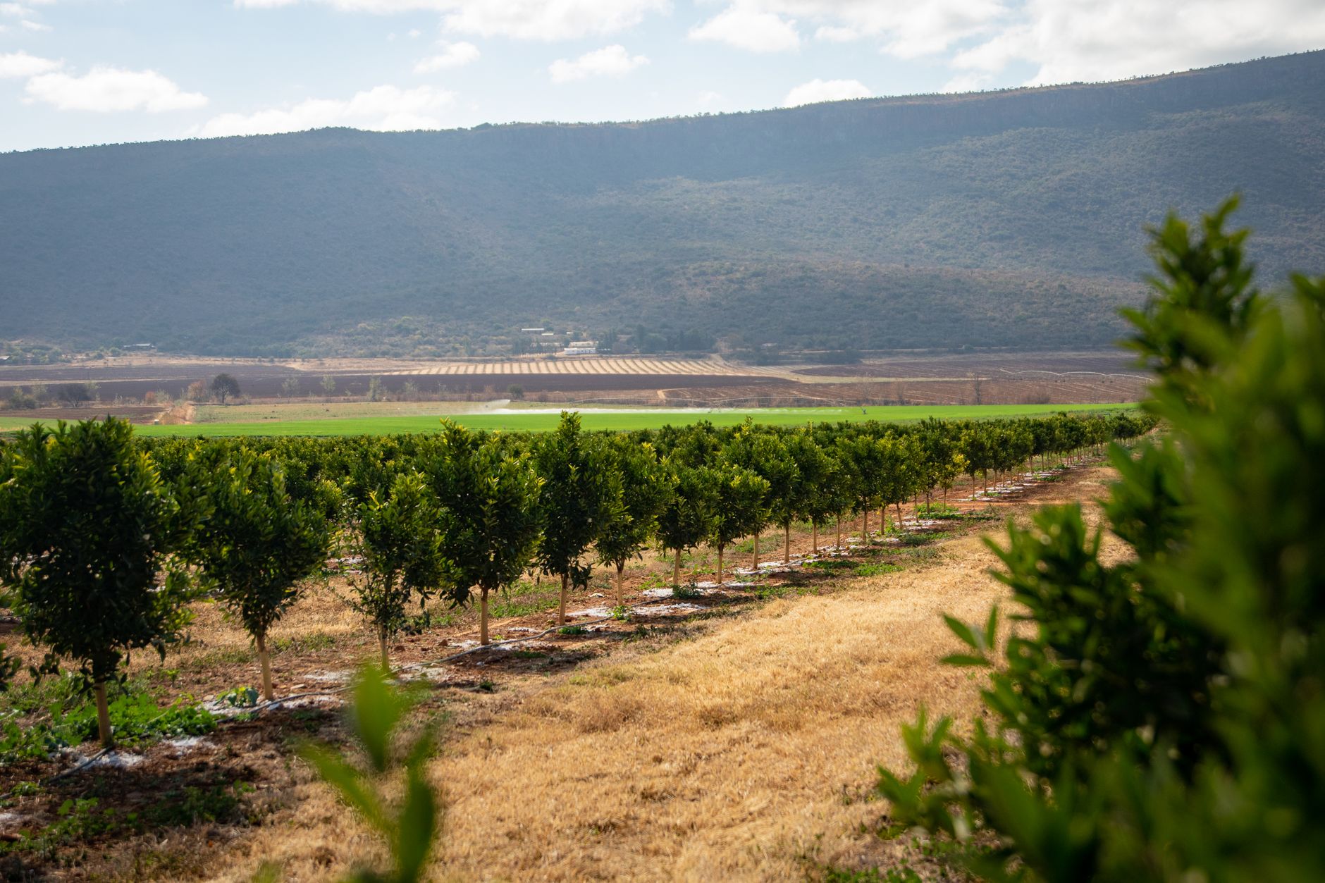 solutions bambou agroforesterie usines example