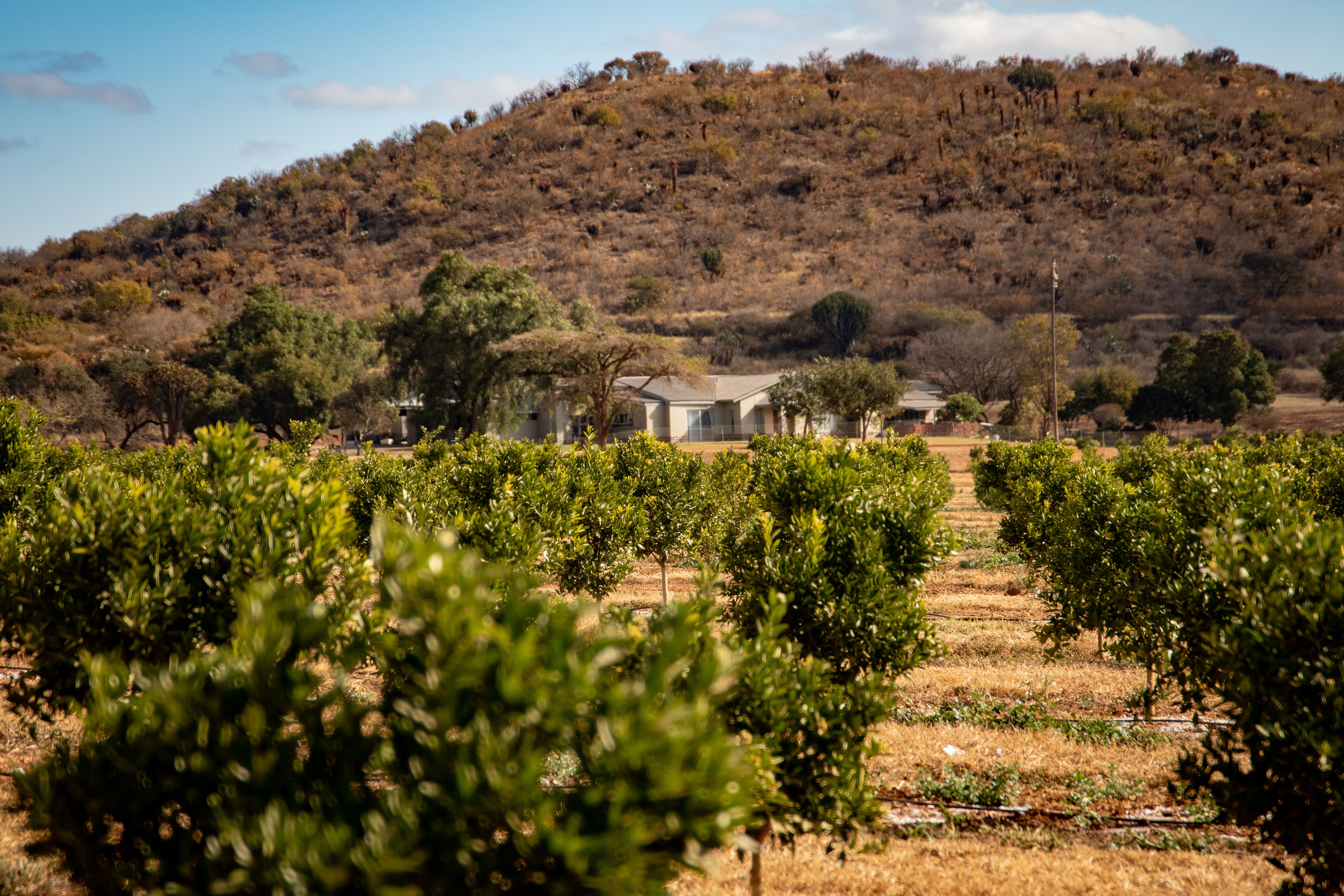 Vibrant orange grove set against a rustic rural landscape with rolling hills and a farmhouse.