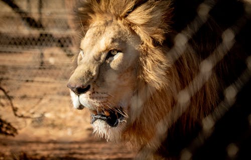 動物攝影, 南非, 危險 的 免费素材图片