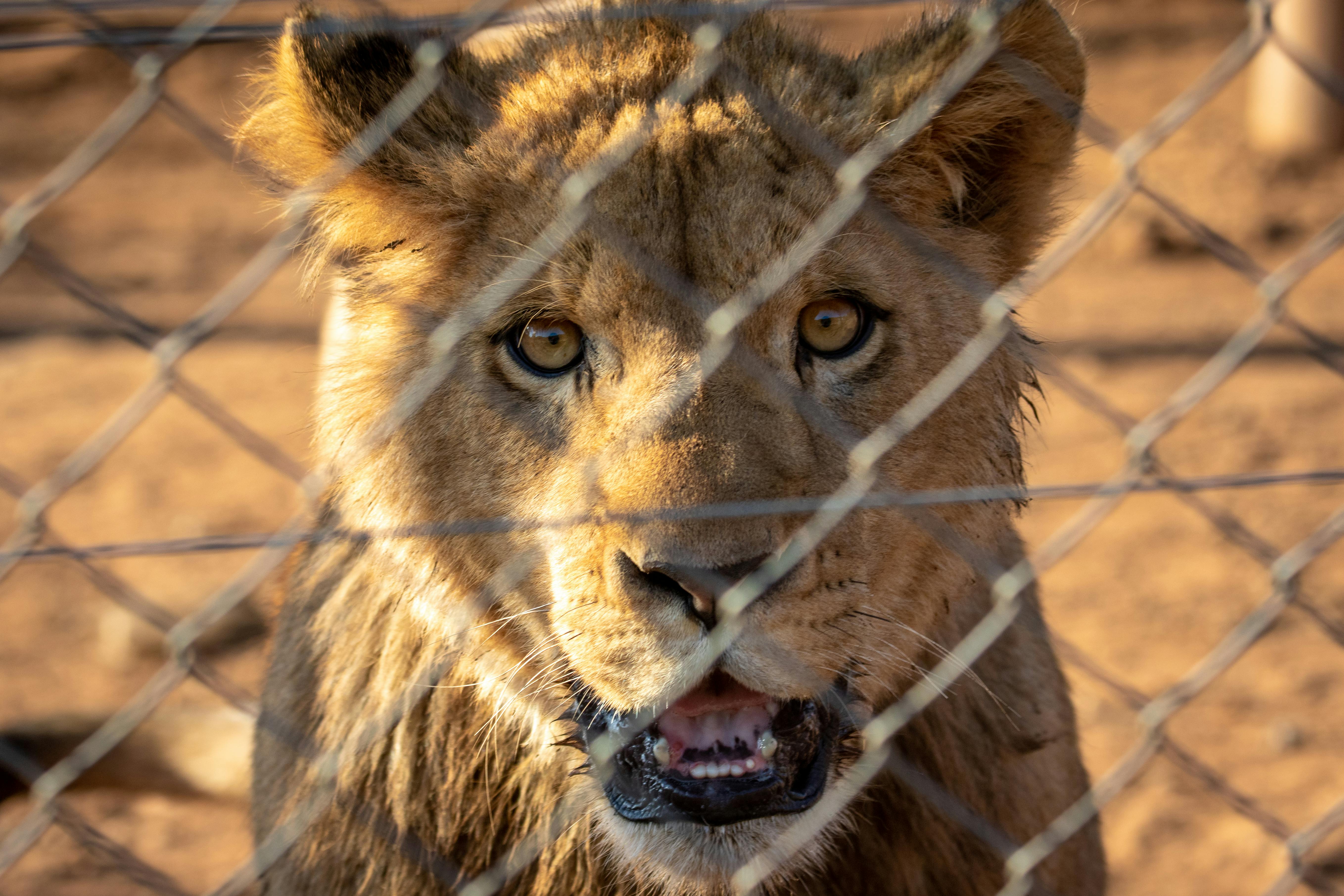 A fierce lioness stares through a fence, highlighting wildlife captivity elements.