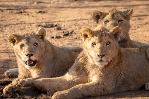 Free Close-Up Shot of Lionesses Lying Down while Looking at Camera Stock Photo