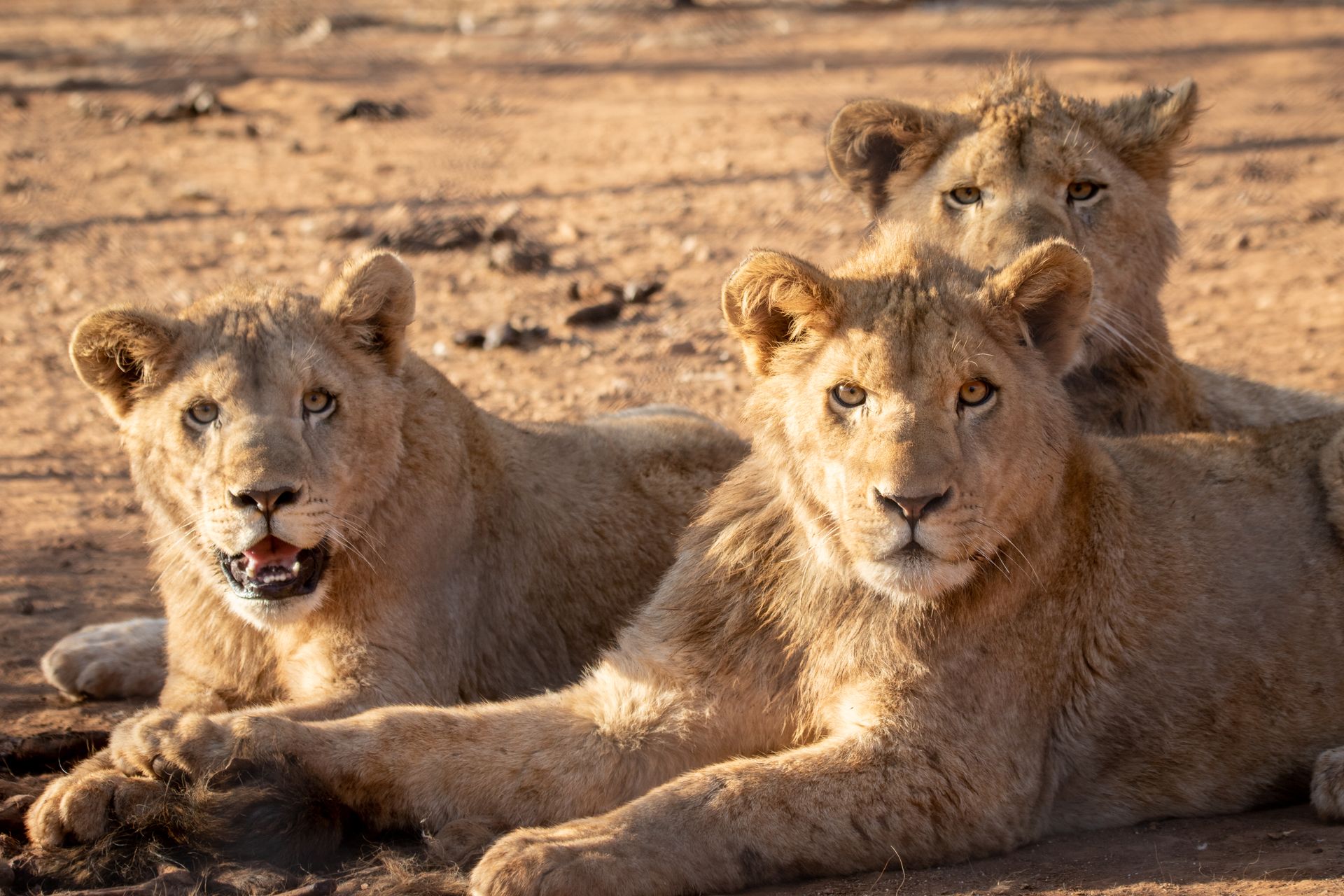 Three young lions rest on a sunny day in Africa's wild outdoors, showcasing their majestic presence.