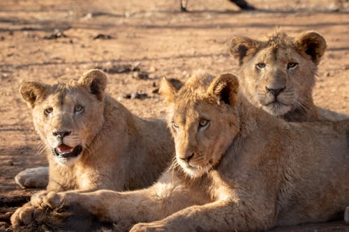 Free Close-Up Shot of Lionesses Lying Down  Stock Photo