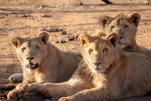 Free Close-Up Shot of Lionesses Lying Down while Looking at Camera Stock Photo