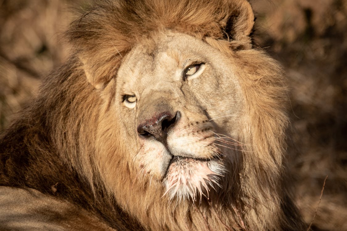 Free Close-Up Shot of a Lion  Stock Photo