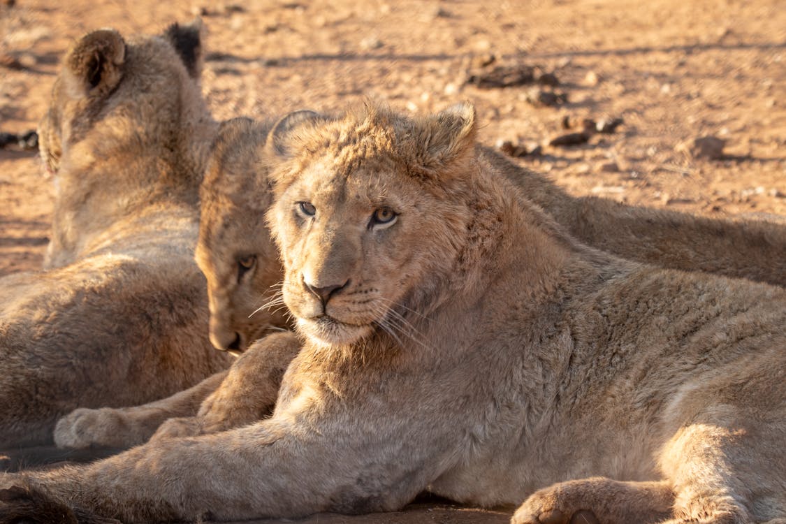 Gratis arkivbilde med afrika, dyrefotografering, dyreliv