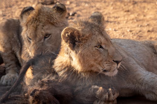 Free Close-Up Shot of Lionesses Lying Down  Stock Photo