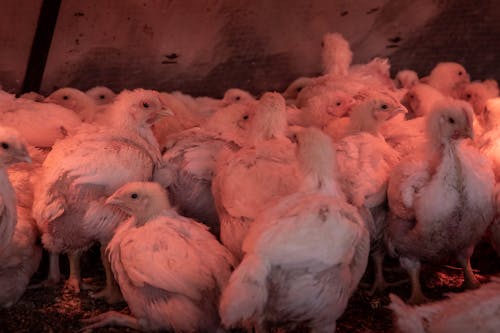 Close-up Shot of White Chickens