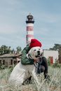 White Short Coated Dog Wearing Green Hoodie