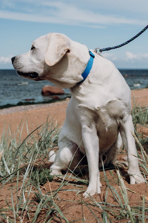 Close-Up Shot of a White Labrador with Leash